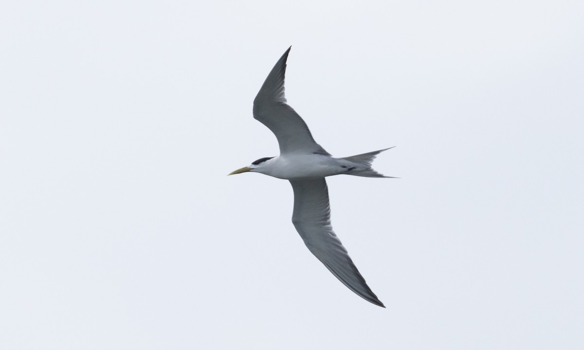 Great Crested Tern - ML613296932