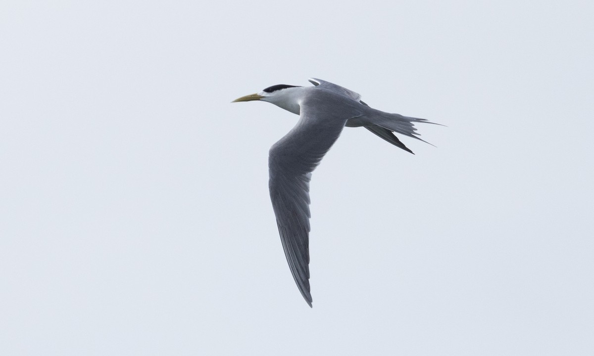 Great Crested Tern - ML613296933