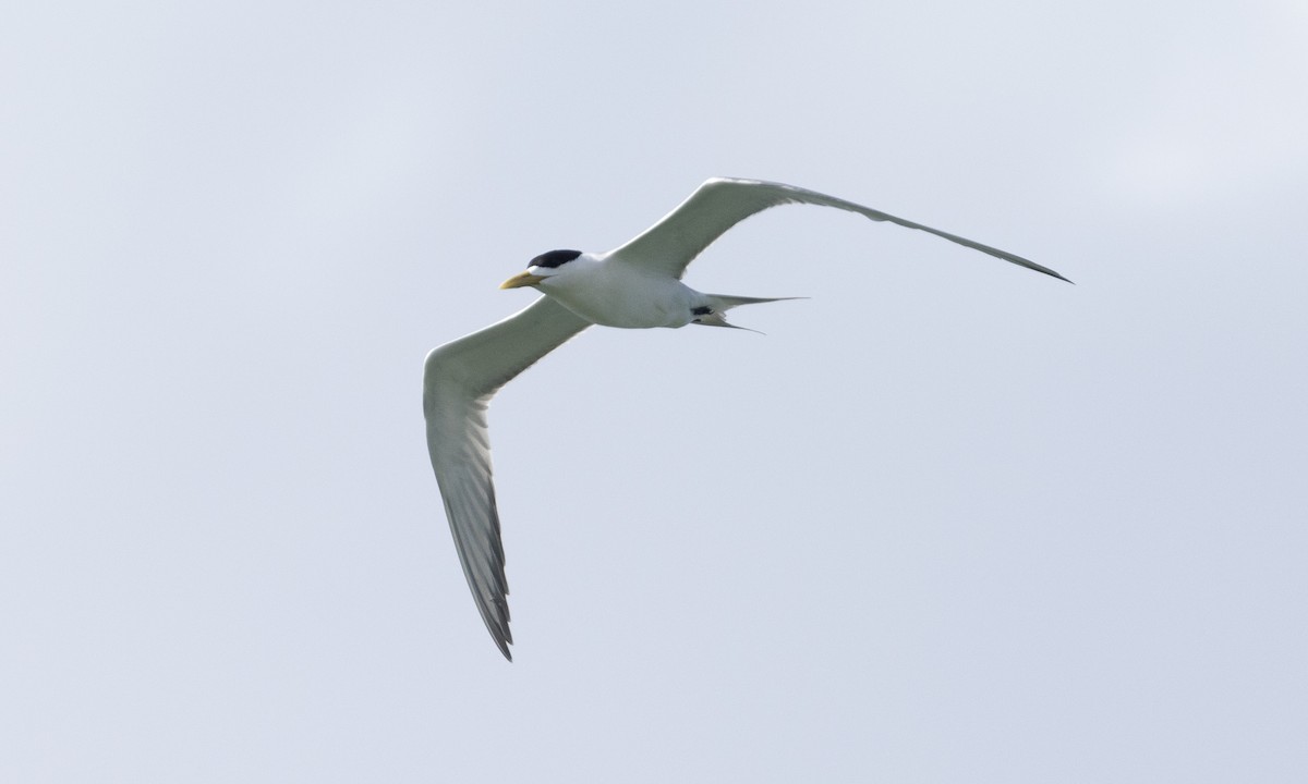 Great Crested Tern - ML613296936