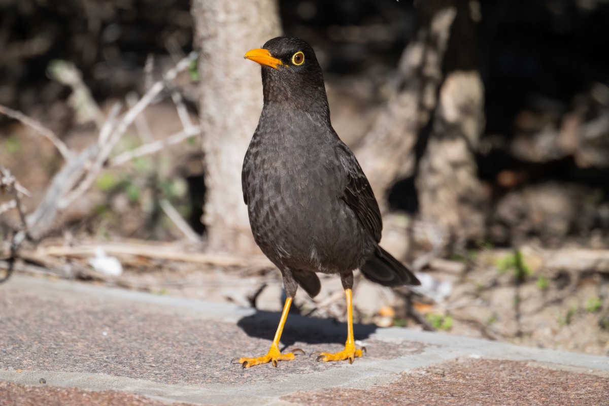 Chiguanco Thrush - ML613296974