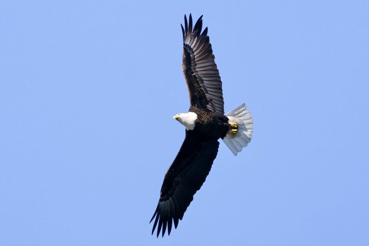 Bald Eagle - ML613296987