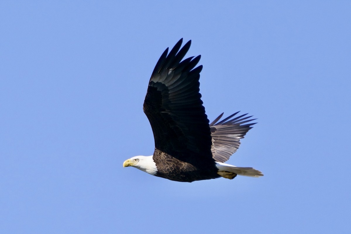 Bald Eagle - ML613296988