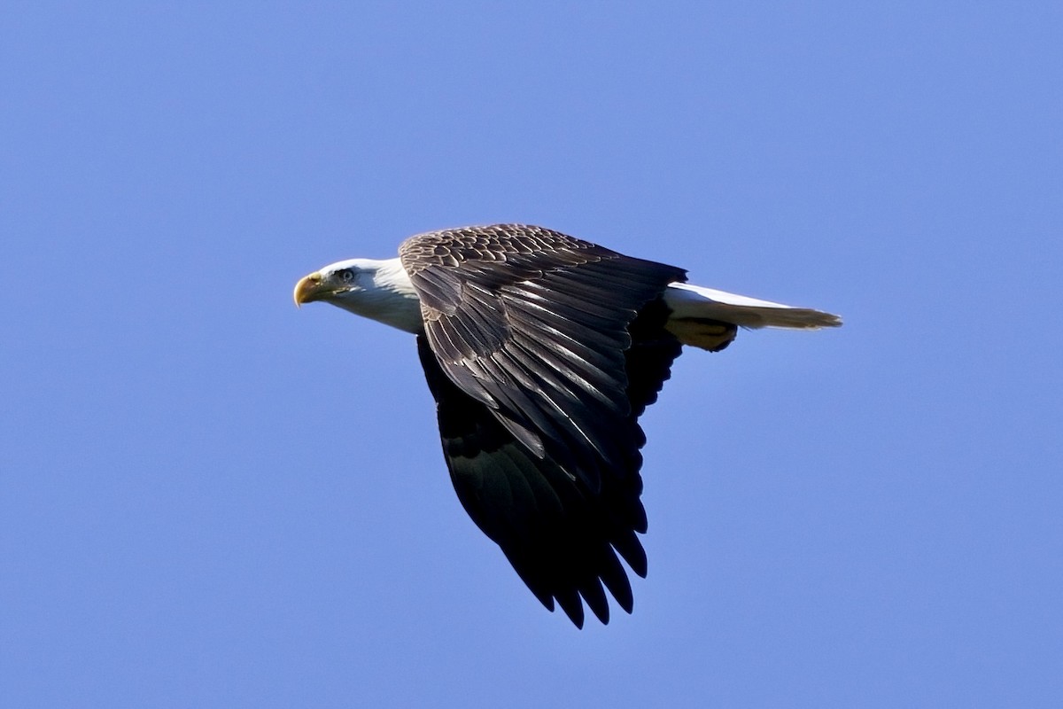 Bald Eagle - ML613296989