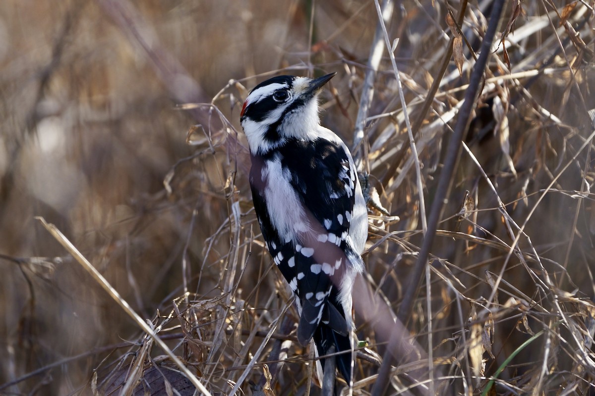 Downy Woodpecker - ML613296995