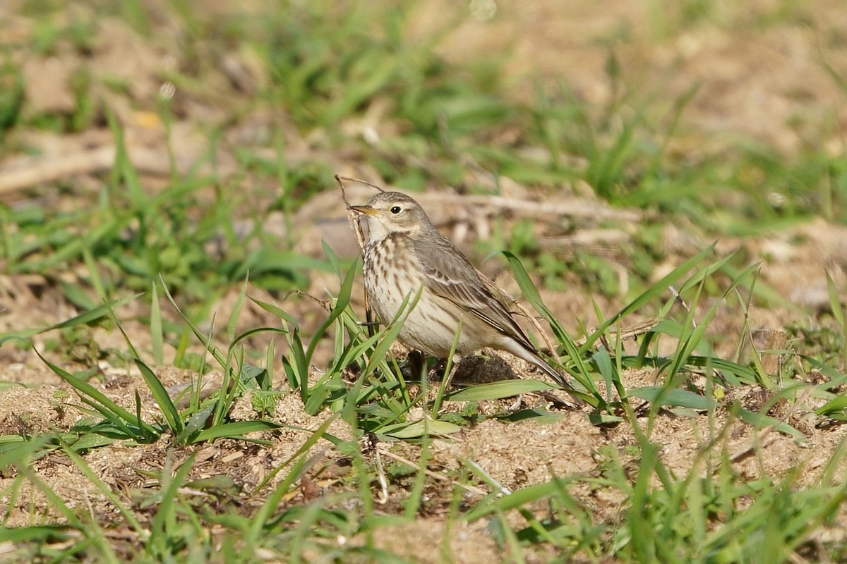 American Pipit - ML613297002