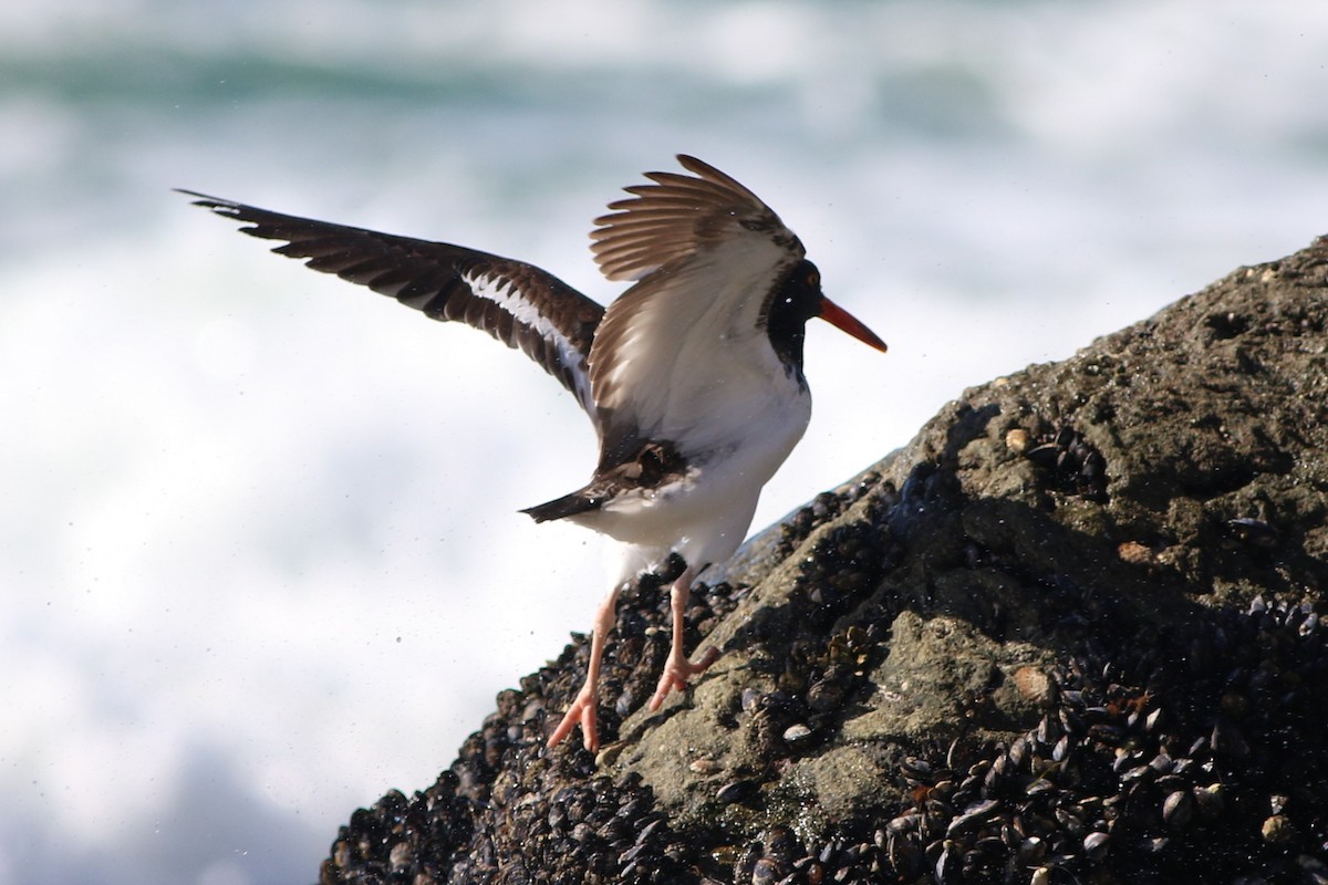 American Oystercatcher - Robert McNab