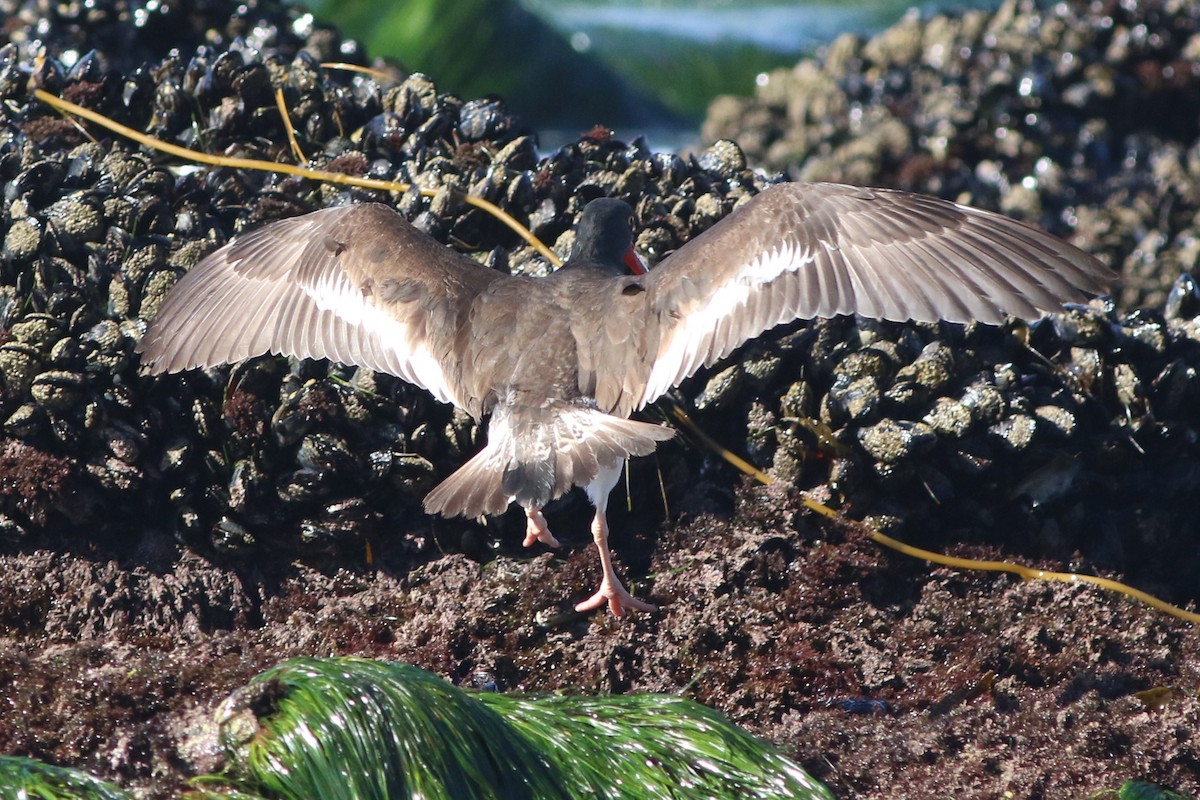 American Oystercatcher - ML613297020