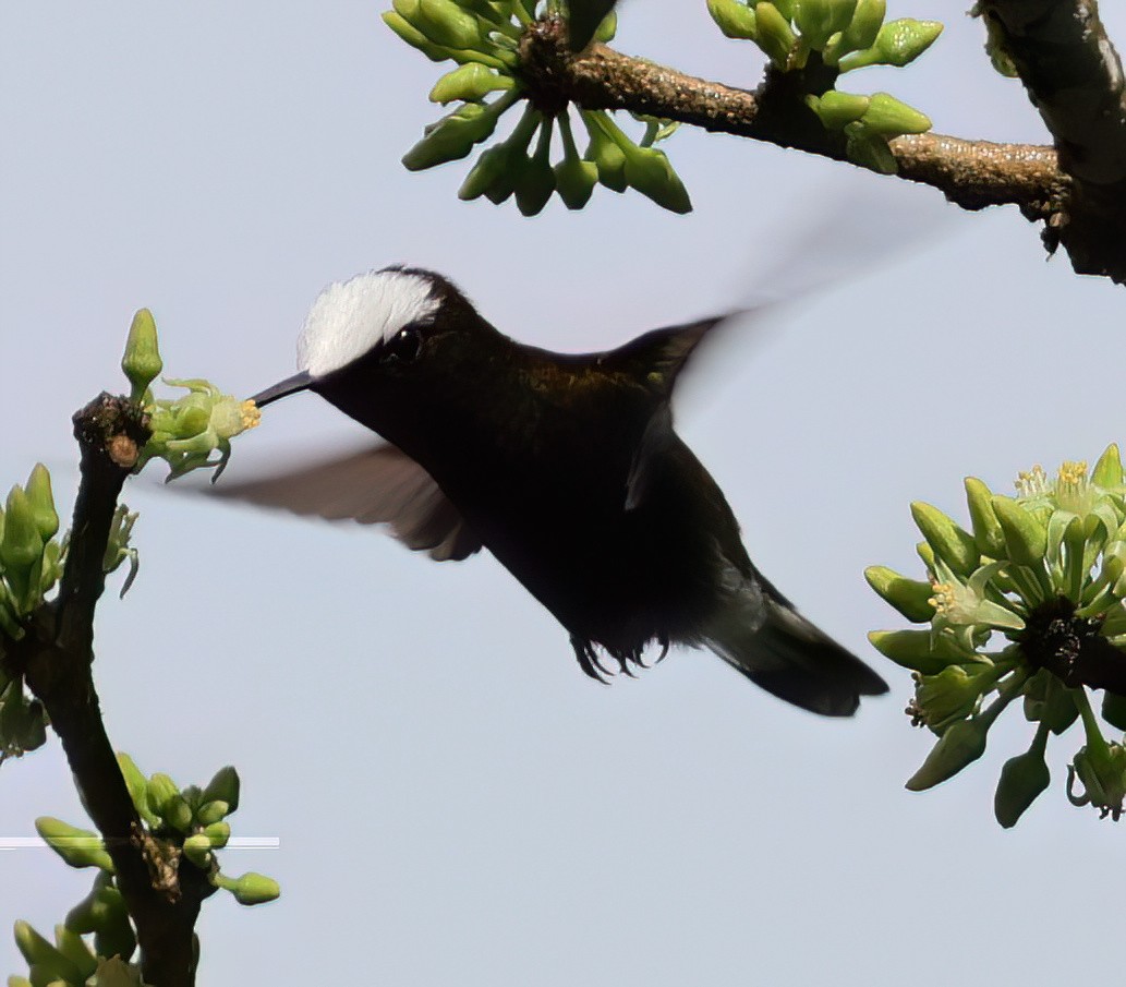 kolibřík běločelý - ML613297031