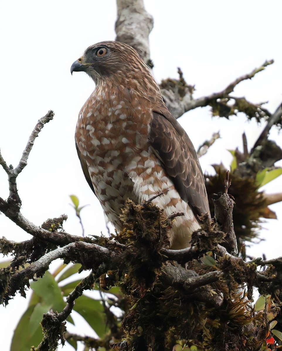 Broad-winged Hawk - ML613297039