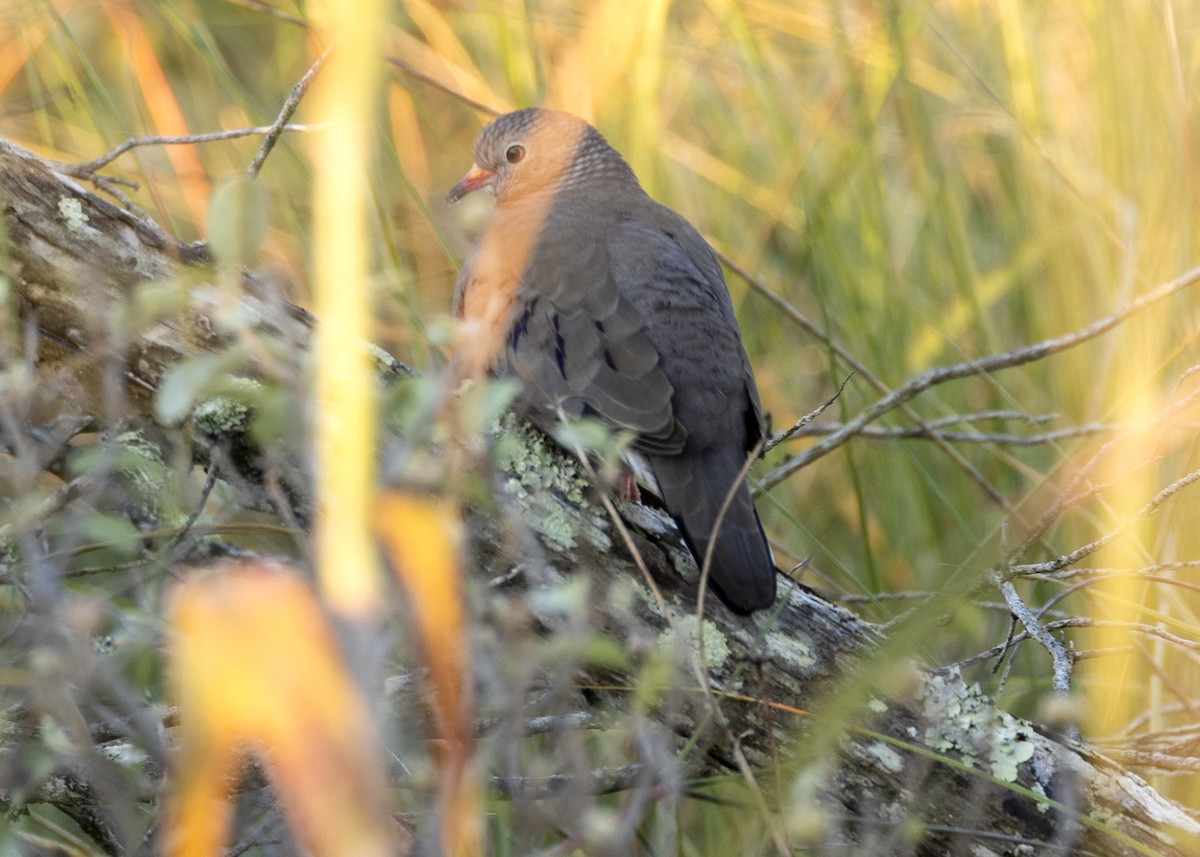 Common Ground Dove - ML613297051