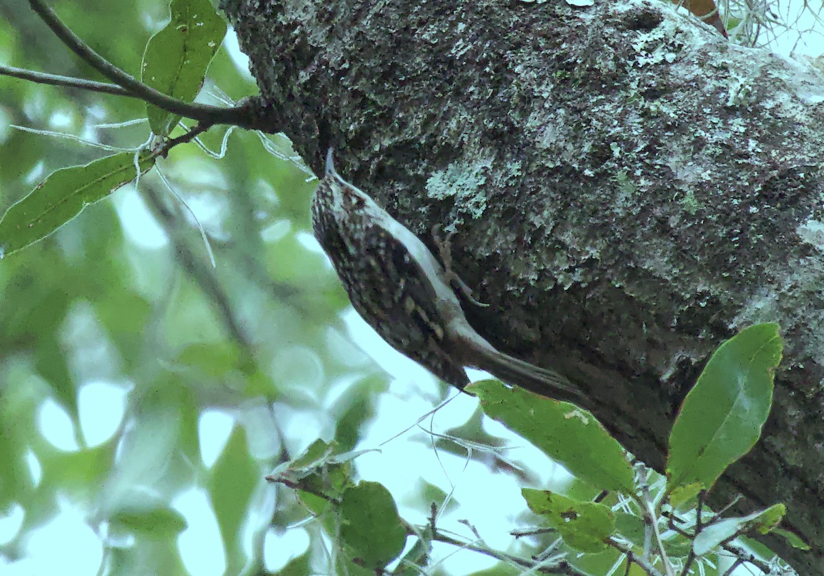 Brown Creeper - ML613297068