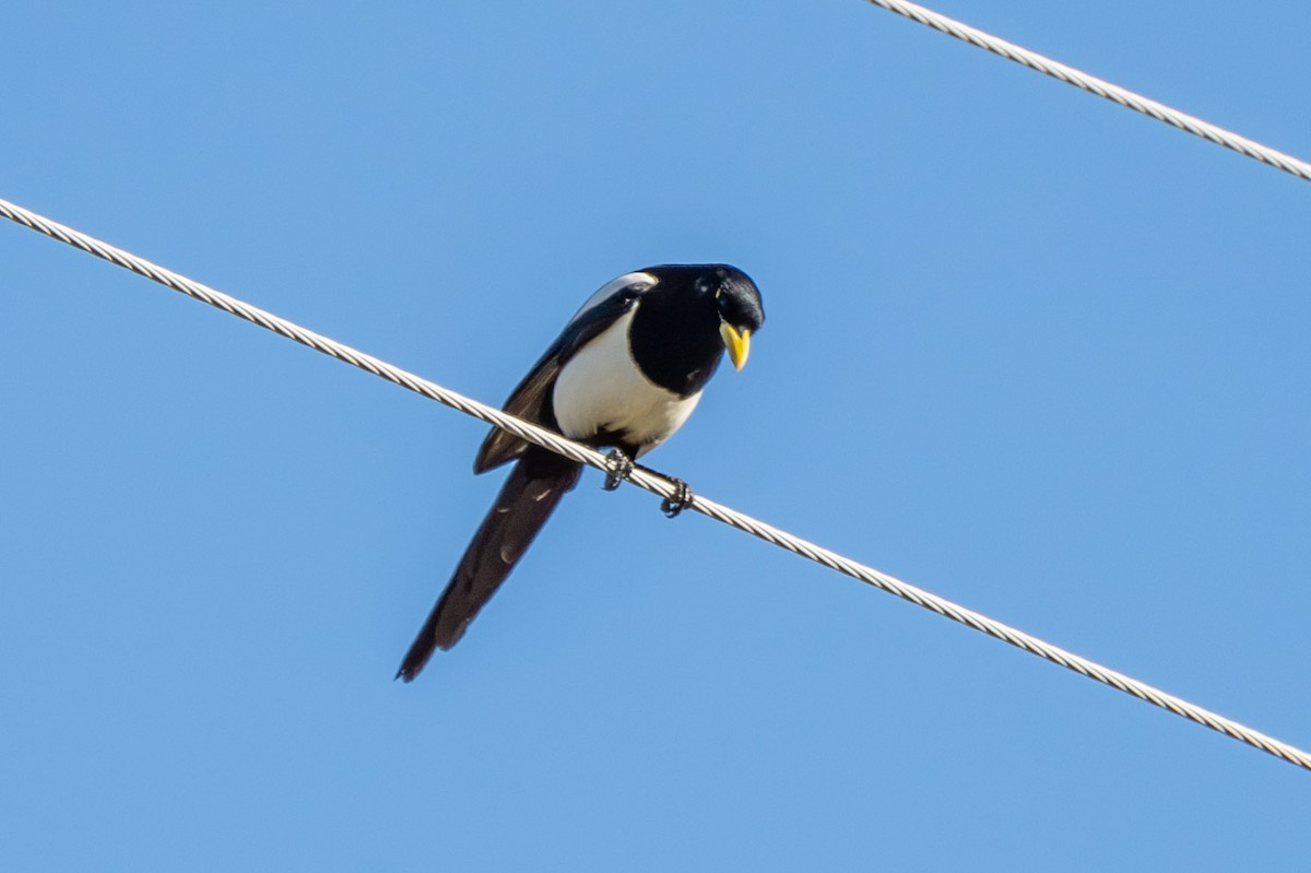 Yellow-billed Magpie - Carole Rose