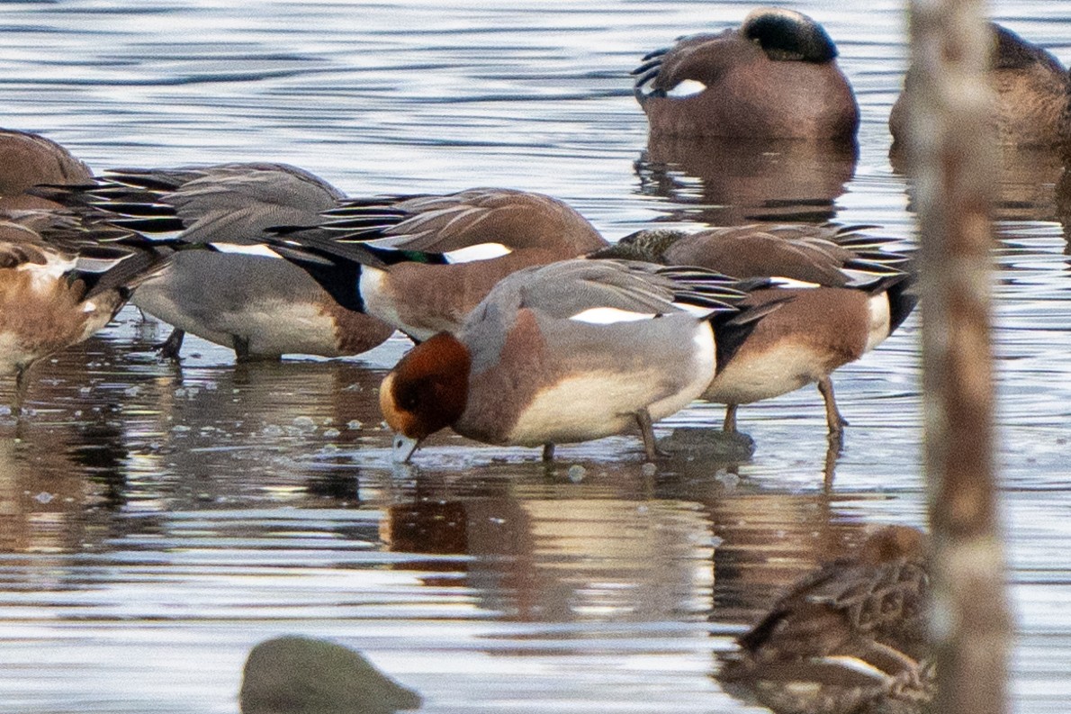 Eurasian Wigeon - ML613297124