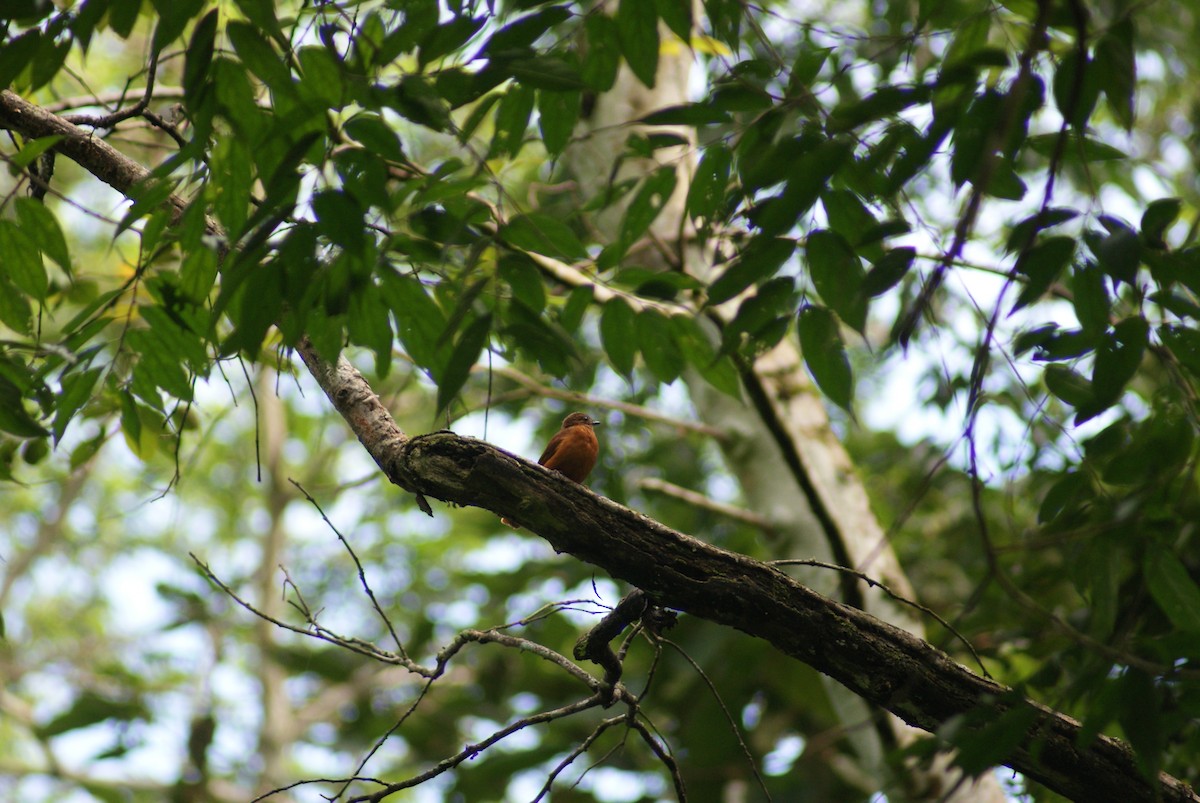 Rufous Flycatcher-Thrush - David Orban