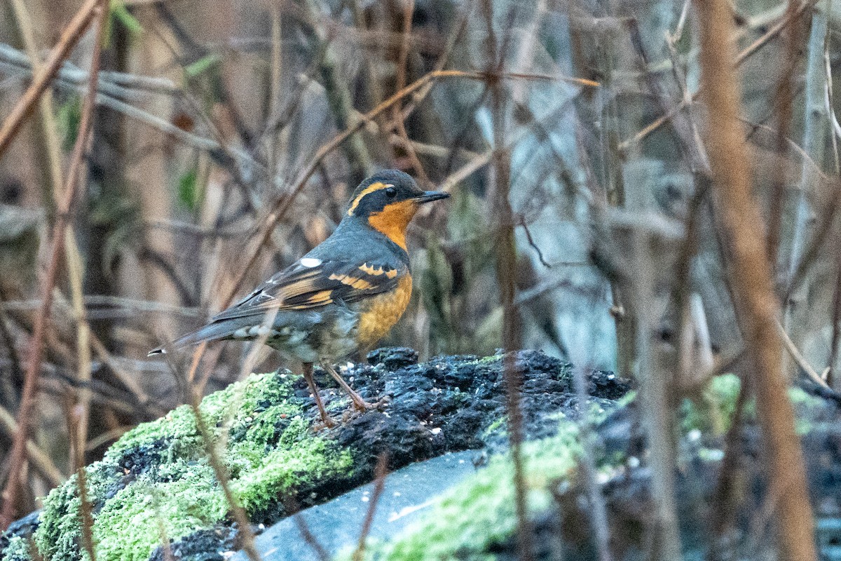 Varied Thrush - ML613297297