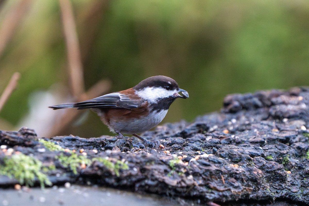 Chestnut-backed Chickadee - ML613297299