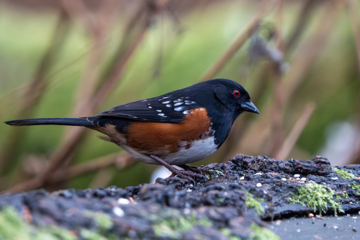 Spotted Towhee - ML613297306