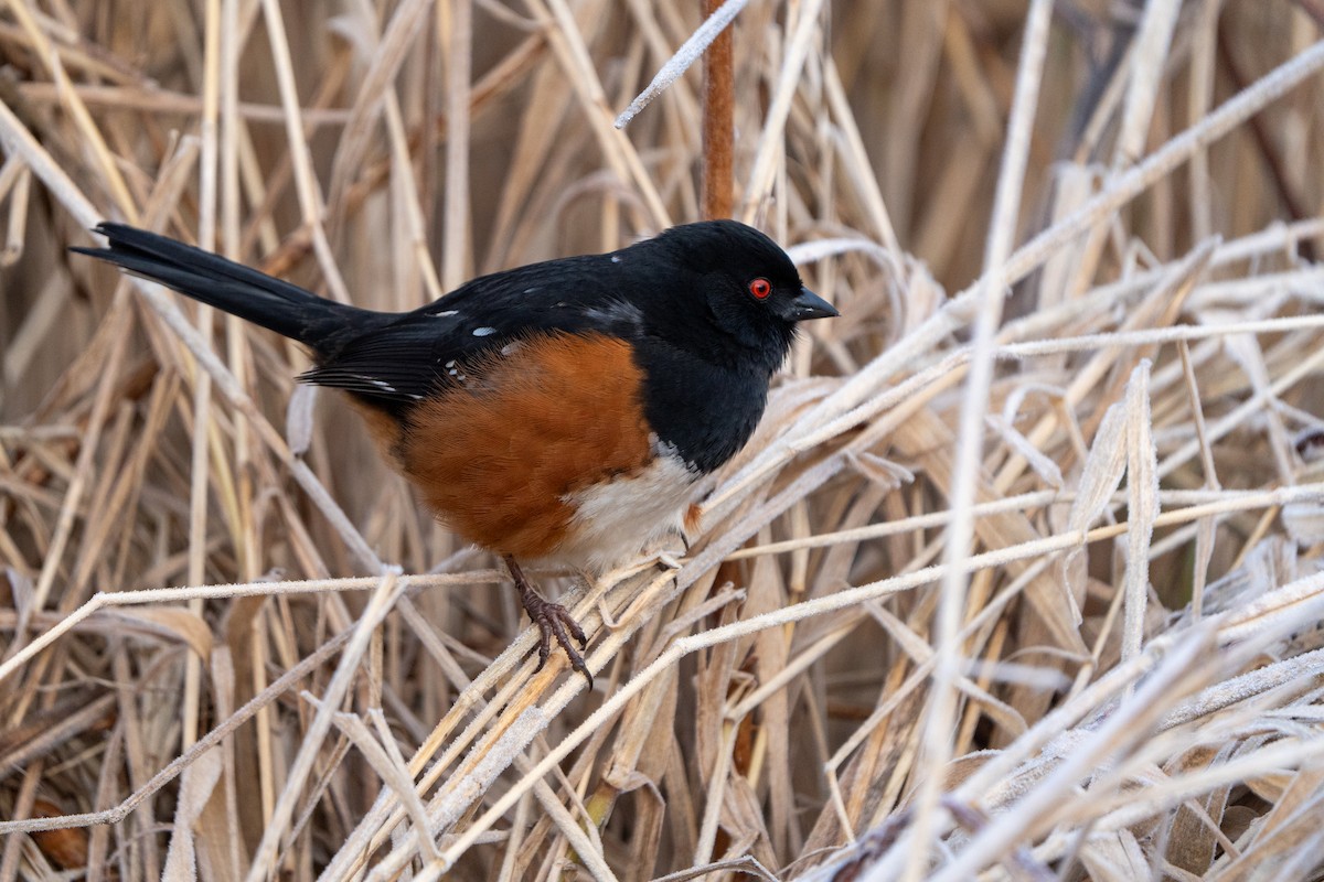 Spotted Towhee - ML613297307