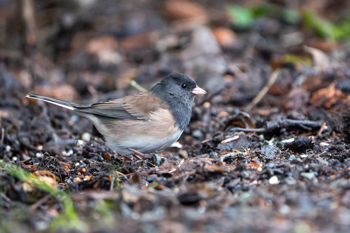 Dark-eyed Junco (Oregon) - ML613297329