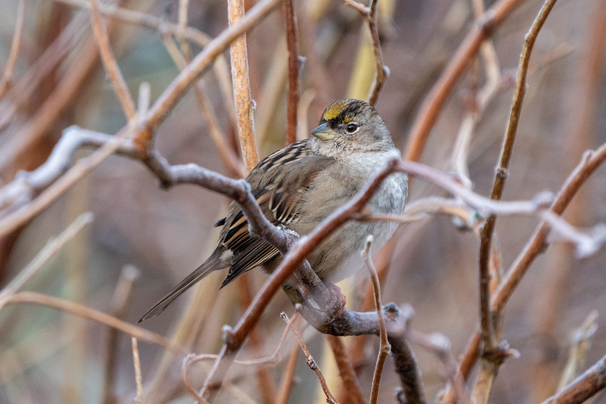 Golden-crowned Sparrow - ML613297332