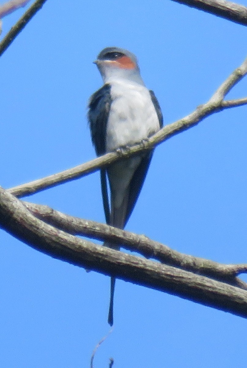 Crested Treeswift - ML613297333
