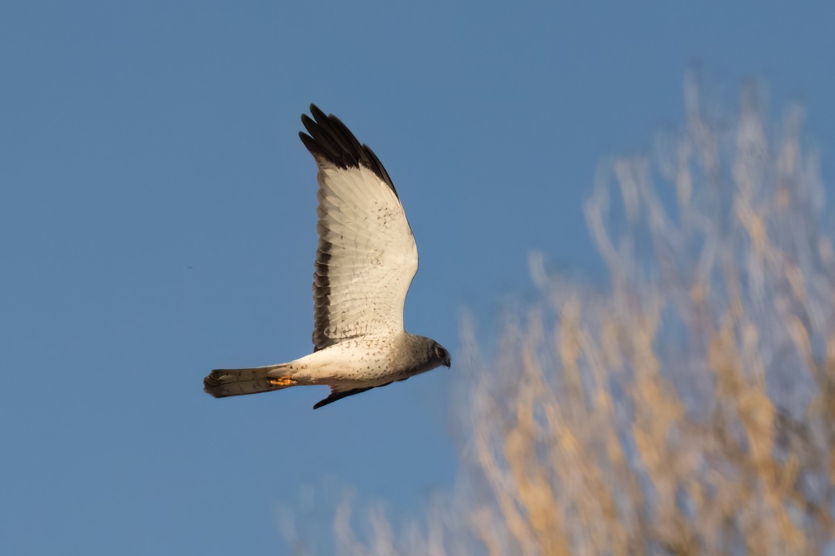 Northern Harrier - ML613297351