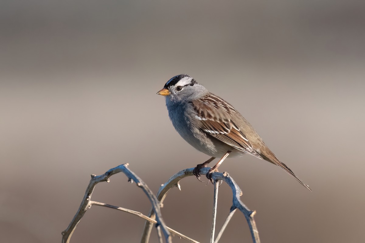 White-crowned Sparrow - ML613297378