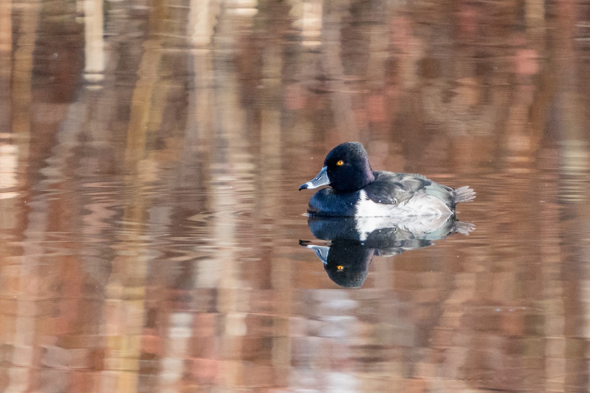 Ring-necked Duck - Peter Lypkie