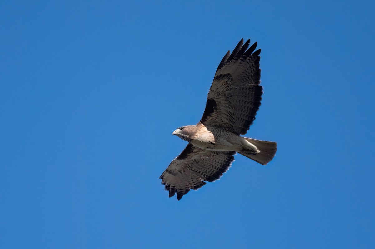 Red-tailed Hawk - ML613297383