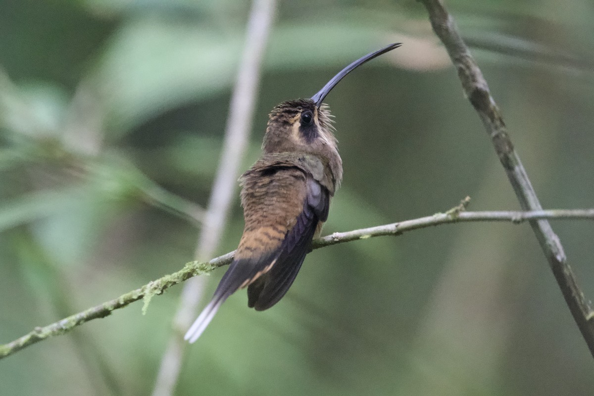 Long-billed Hermit (Central American) - ML613297385