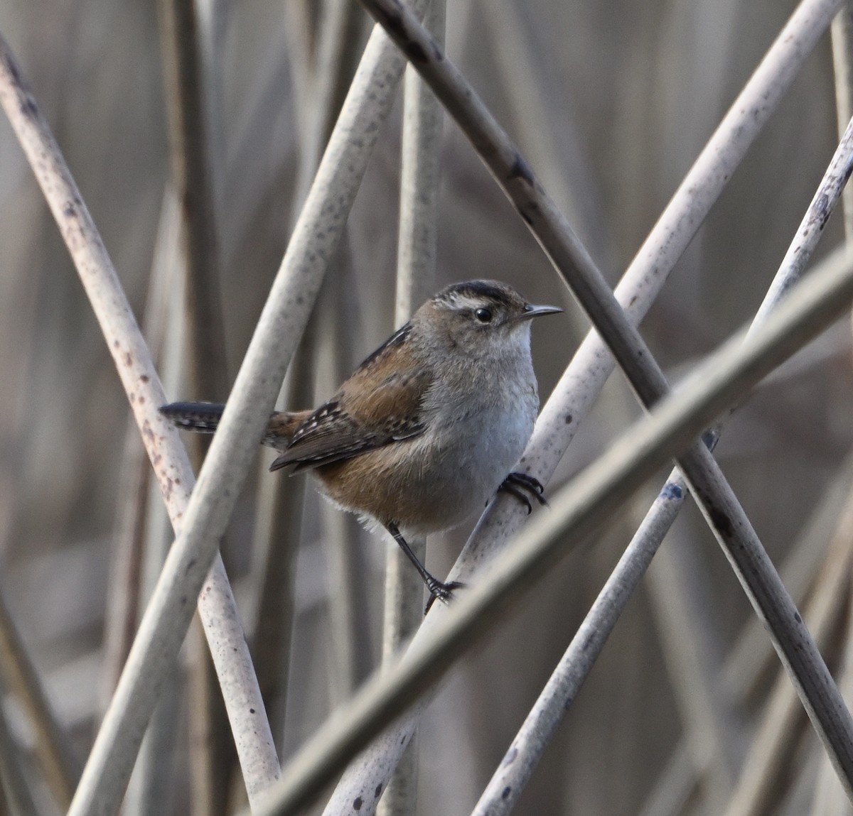 Marsh Wren - ML613297399