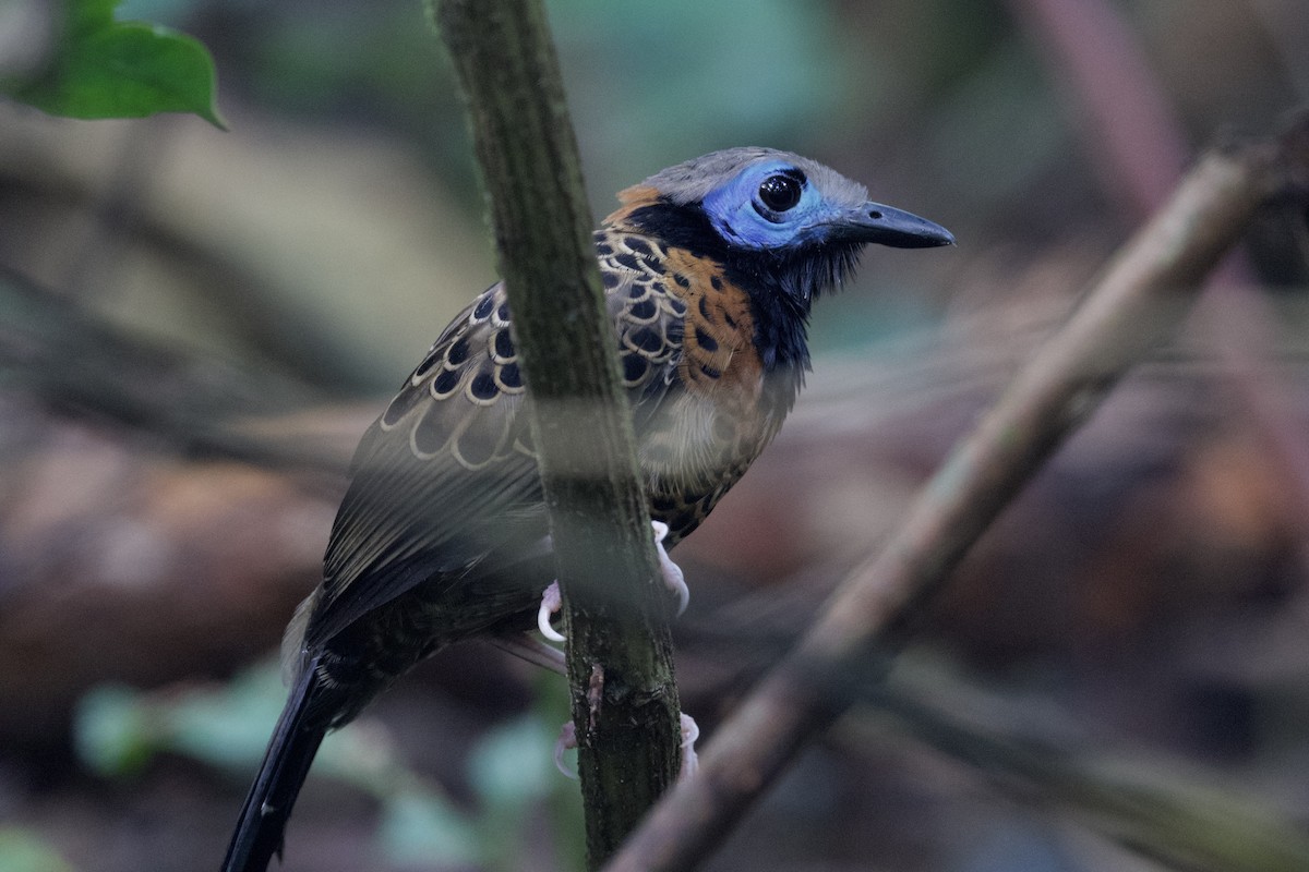 Ocellated Antbird - ML613297498