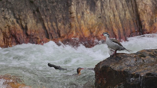 Torrent Duck - ML613297500