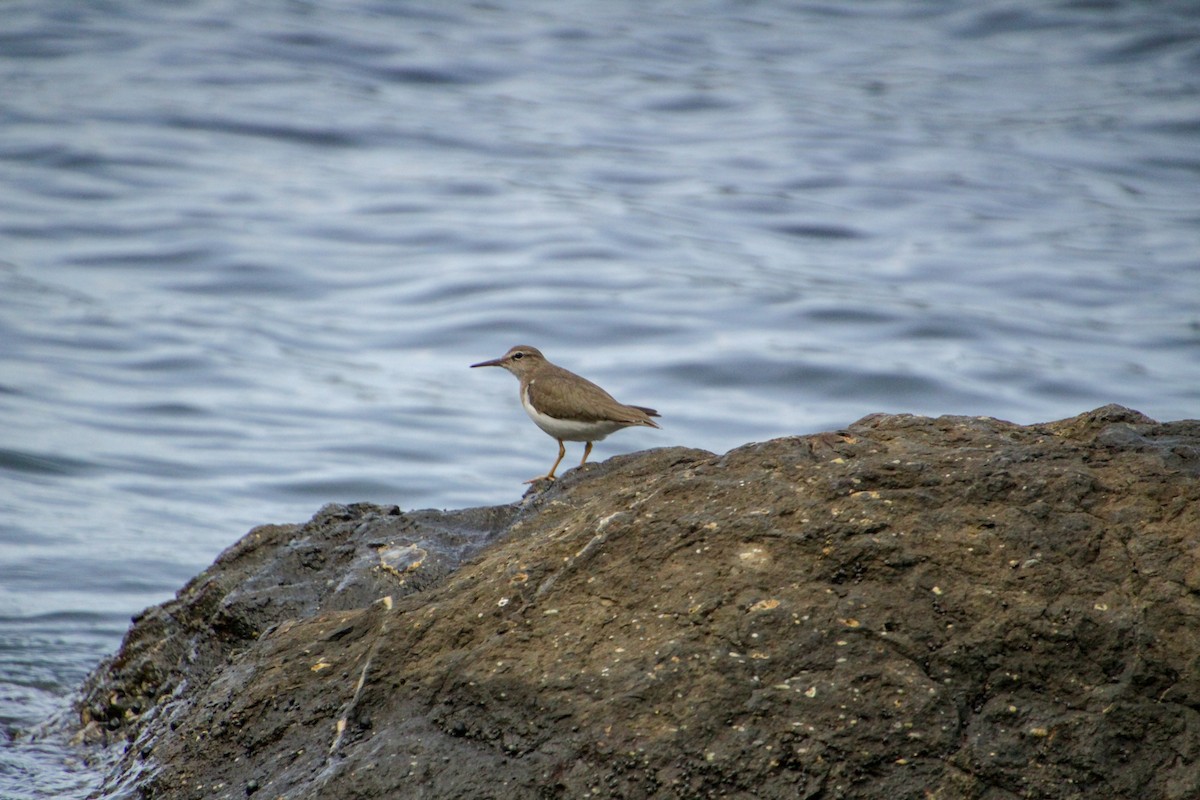 Spotted Sandpiper - ML613297538