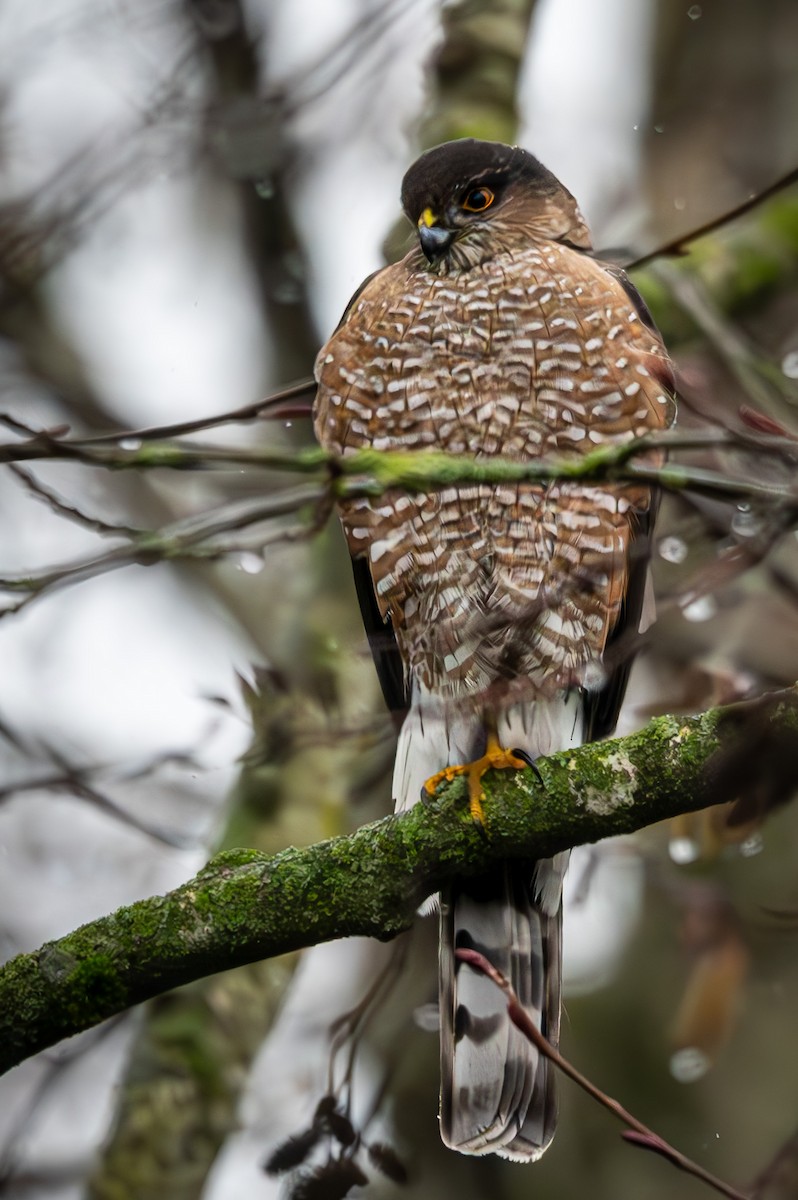 Sharp-shinned Hawk - ML613297556