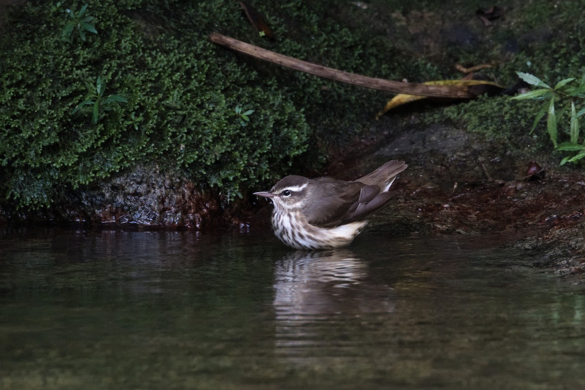 Louisiana Waterthrush - ML613297557