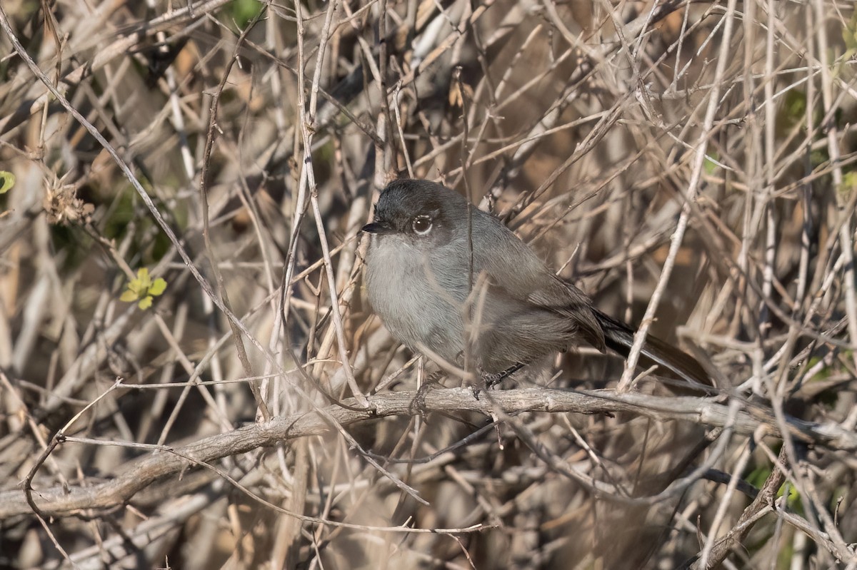 California Gnatcatcher - ML613297561