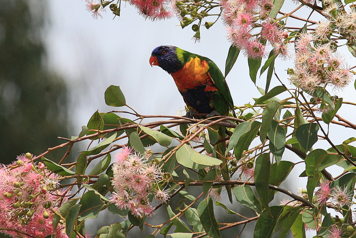 Rainbow Lorikeet - ML613297817