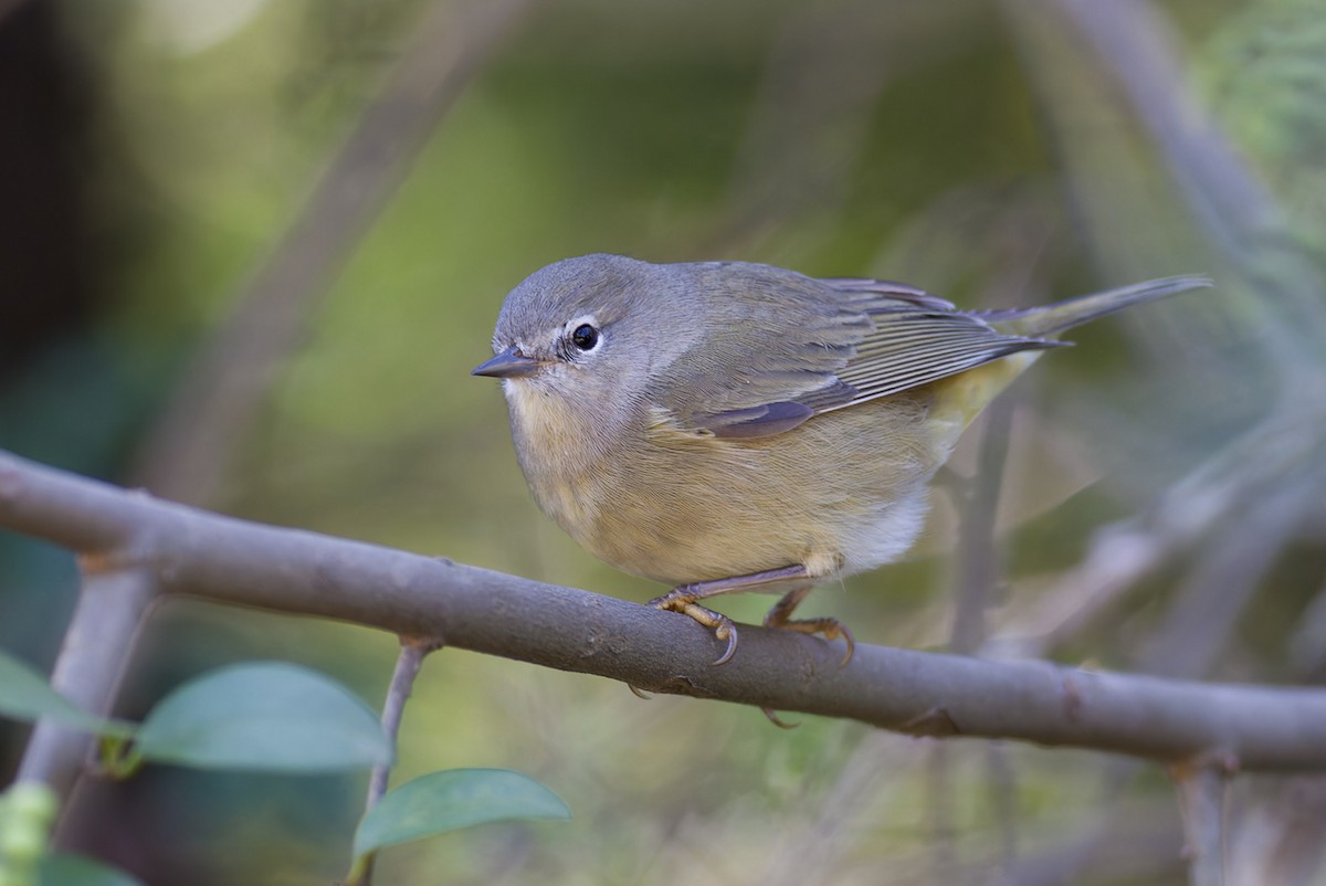 Orange-crowned Warbler (celata) - Michael Todd