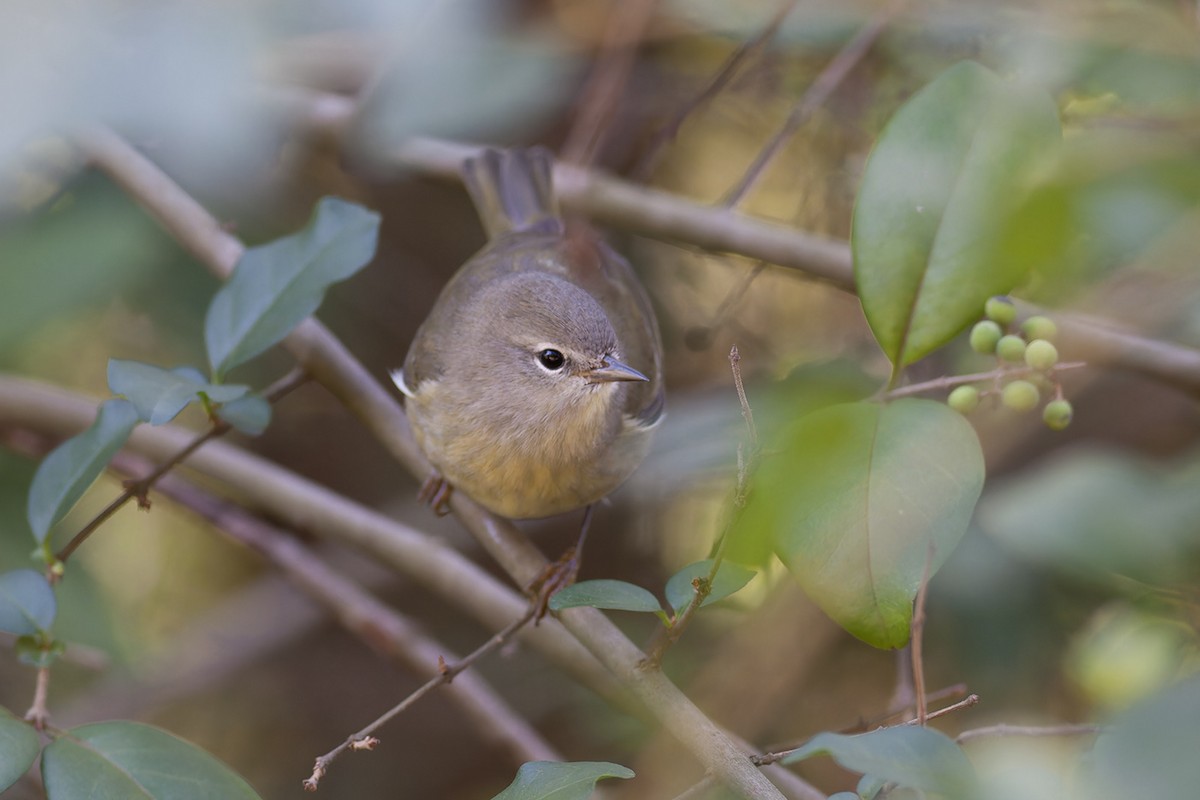 Orange-crowned Warbler (celata) - Michael Todd