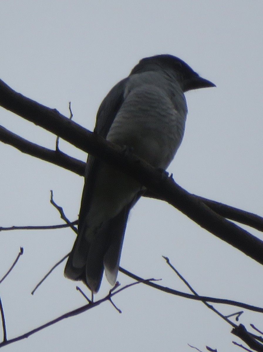 Indian Cuckooshrike - ML613297853