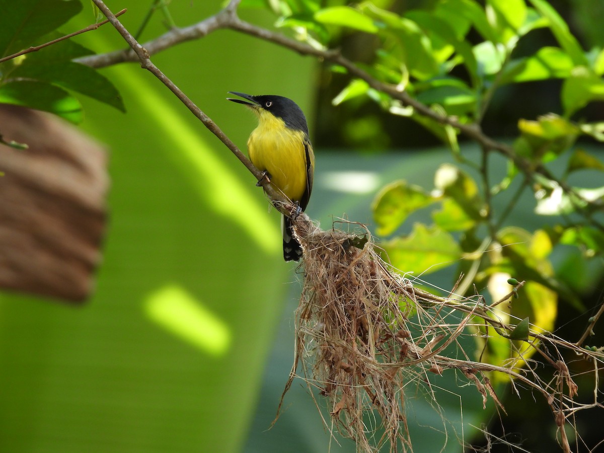 Common Tody-Flycatcher - ML613297894