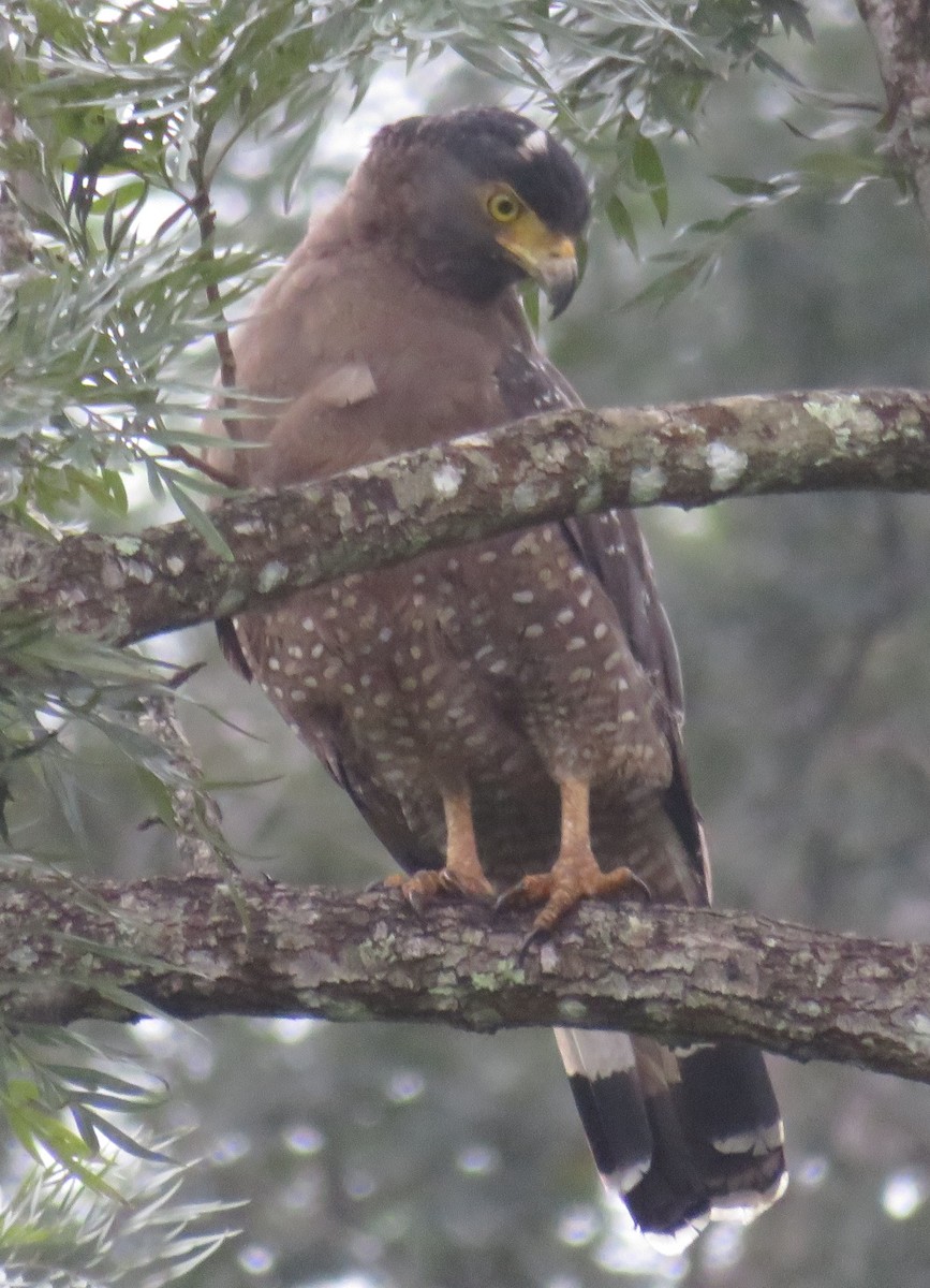 Crested Serpent-Eagle - ML613297907