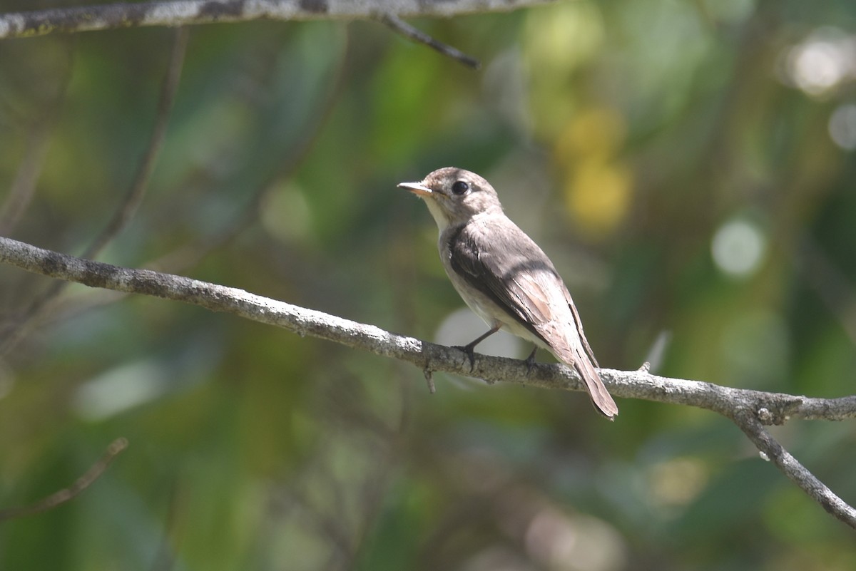 Asian Brown Flycatcher - ML613297929