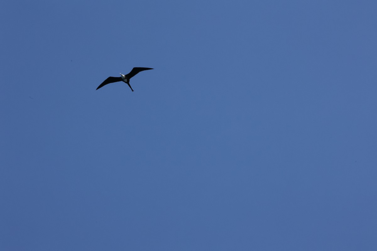 Magnificent Frigatebird - Alicia Williams