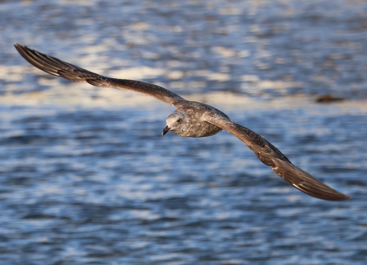 California Gull - Diane Etchison