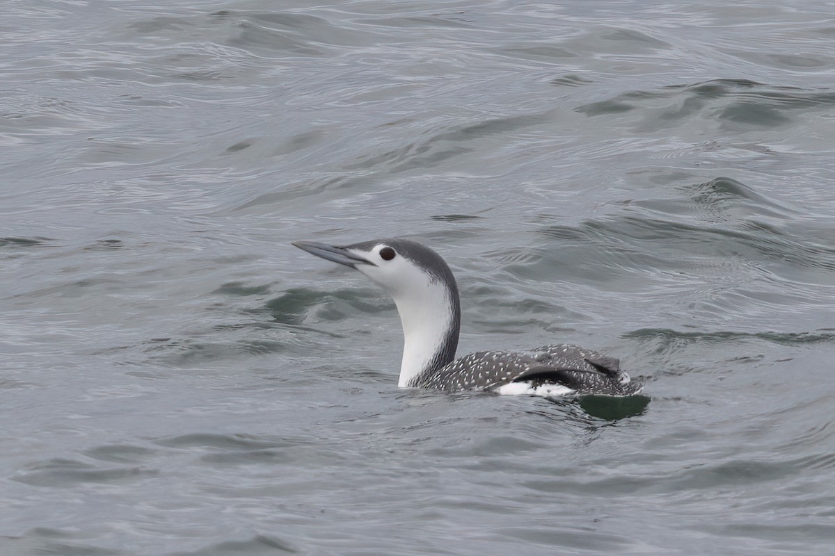 Red-throated Loon - ML613298109