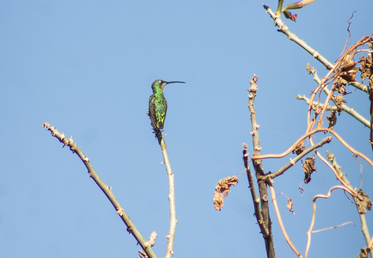 Green-breasted Mango - ML613298118