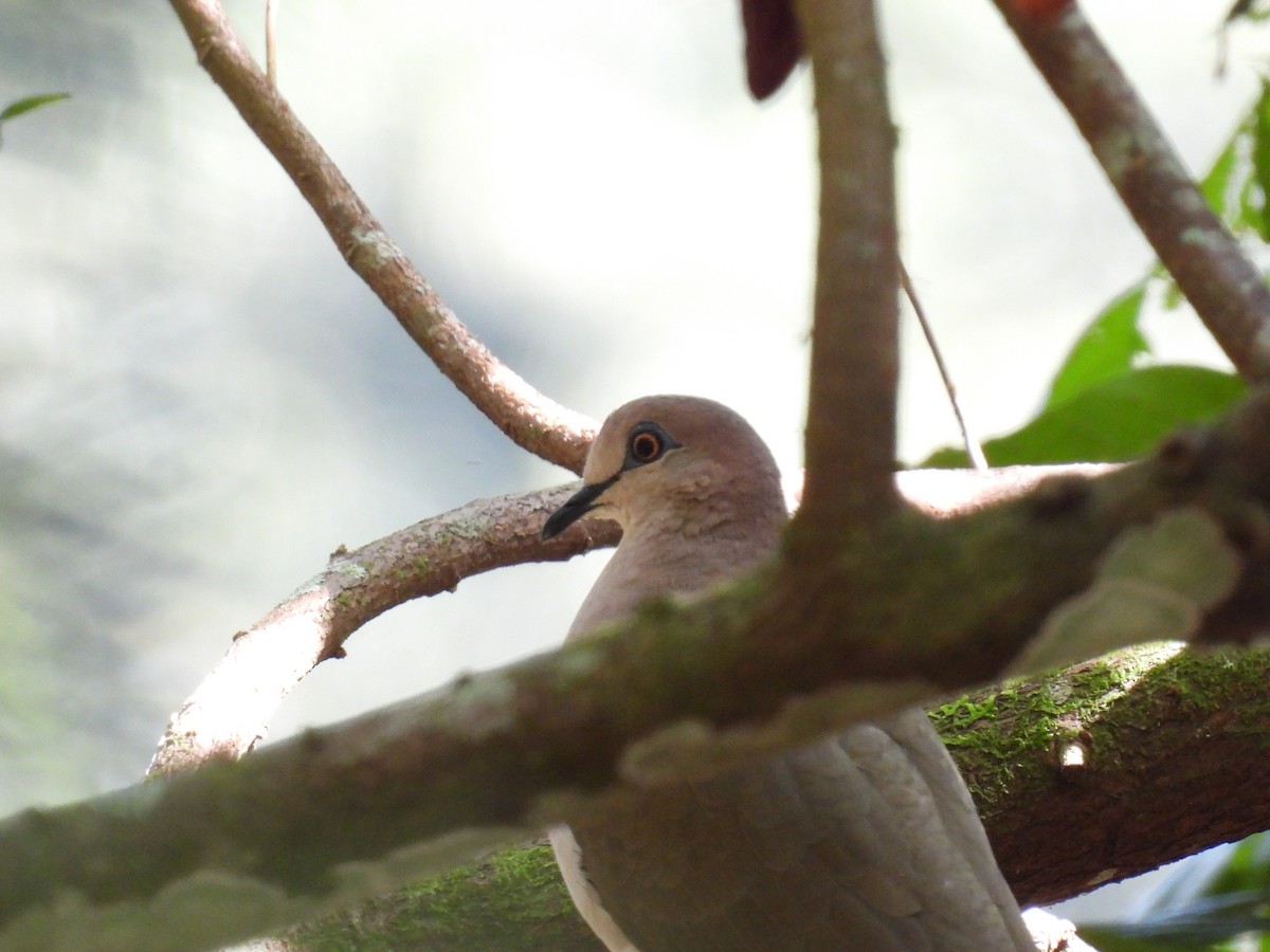 White-tipped Dove - ML613298120