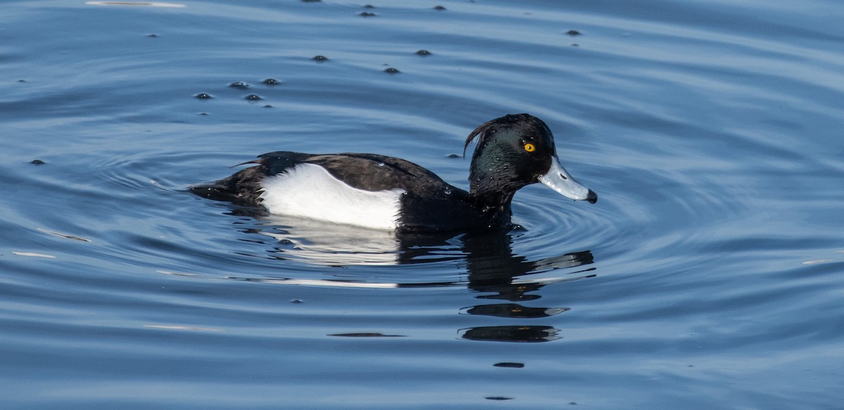 Tufted Duck - Philip Georgakakos